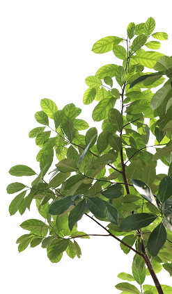 Planta
